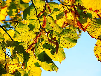 Backlit Yellow Autumn Leaves On Branch Against Blue Sky