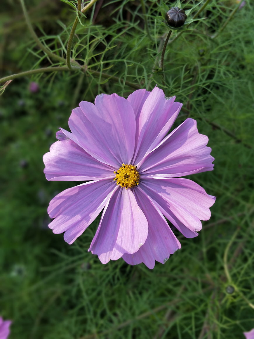 Close-up of a purple cosmos flower with yellow center