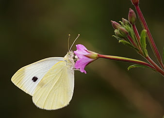 White Cabbage Butterfly Feeding on Pink Evening Primrose
