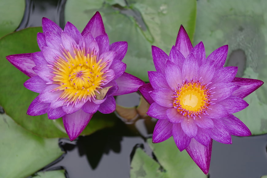 Two vibrant purple water lilies blooming on a pond