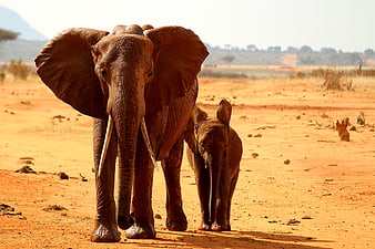 Mother and Baby African Elephant Walking on Red Soil