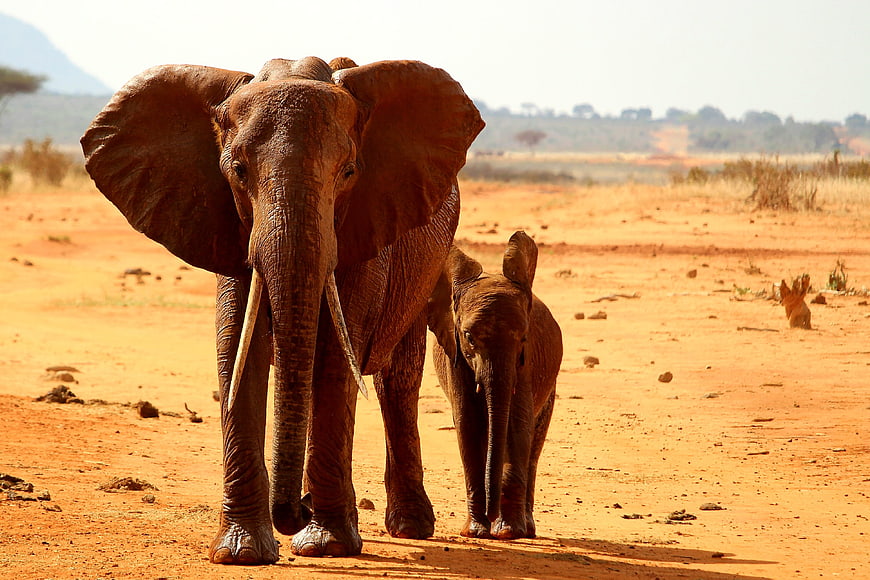 Mother and Baby African Elephant Walking on Red Soil