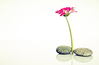 Pink Gerbera Daisy and Zen Stones on White Background