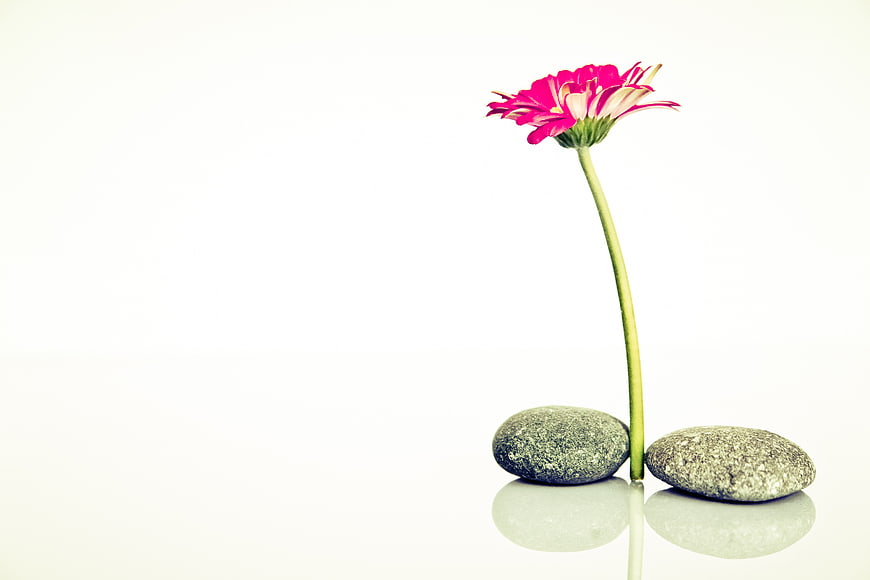 Pink Gerbera Daisy and Zen Stones on White Background