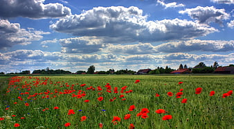 Vibrant red poppy field under dramatic blue sky with clouds