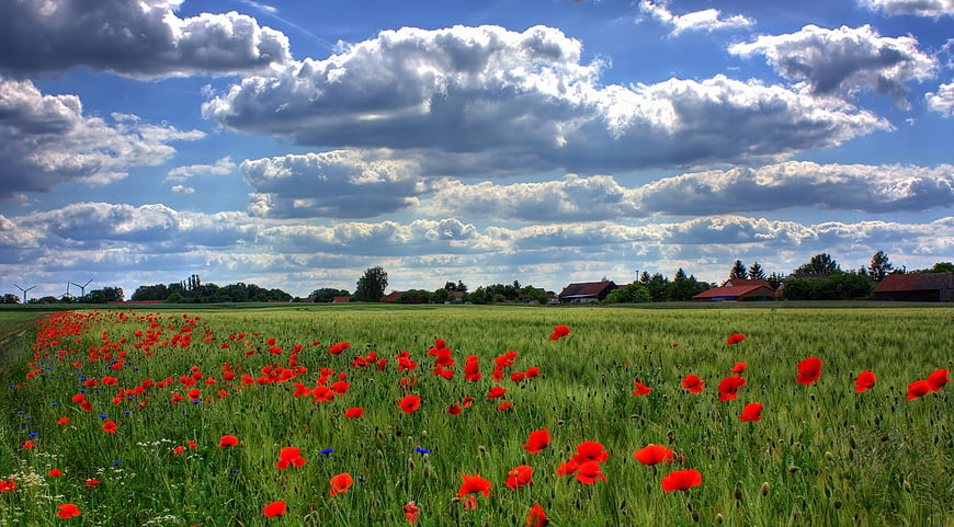 Vibrant red poppy field under dramatic blue sky with clouds
