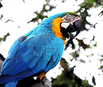 Vibrant Blue and Yellow Macaw Parrot Close-Up