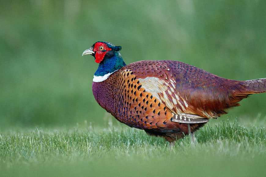 Colorful Ring-Necked Pheasant Standing in Green Grass