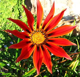 Vibrant Red Gazania Flower Close-Up in Sunlight