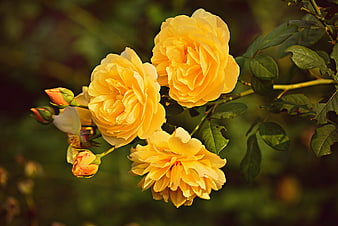 Beautiful Yellow Roses Blooming In Garden