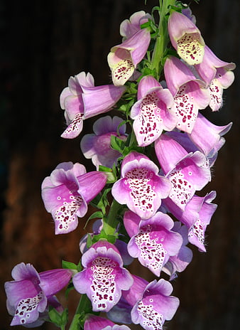 Close-up of pink speckled foxglove flowers on a dark background