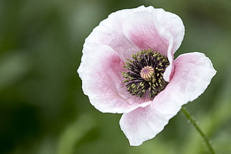 Close-up of a delicate pink and white poppy flower