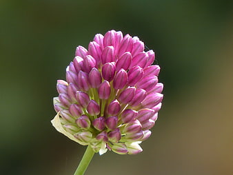 Pink Allium Sphaerocephalon Flower Bud Close-Up