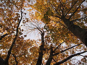 Low angle view of autumn trees with yellow leaves against sky