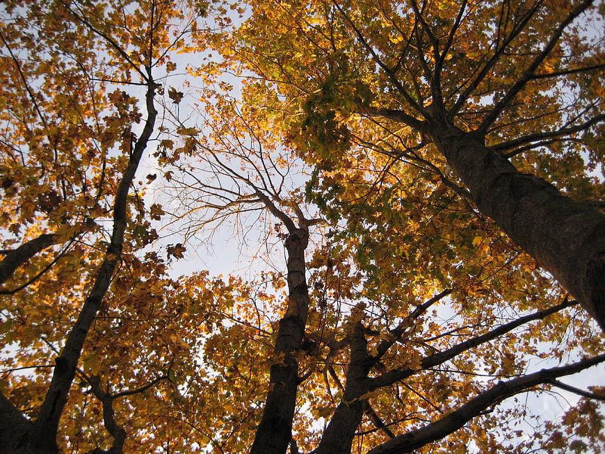 Low angle view of autumn trees with yellow leaves against sky