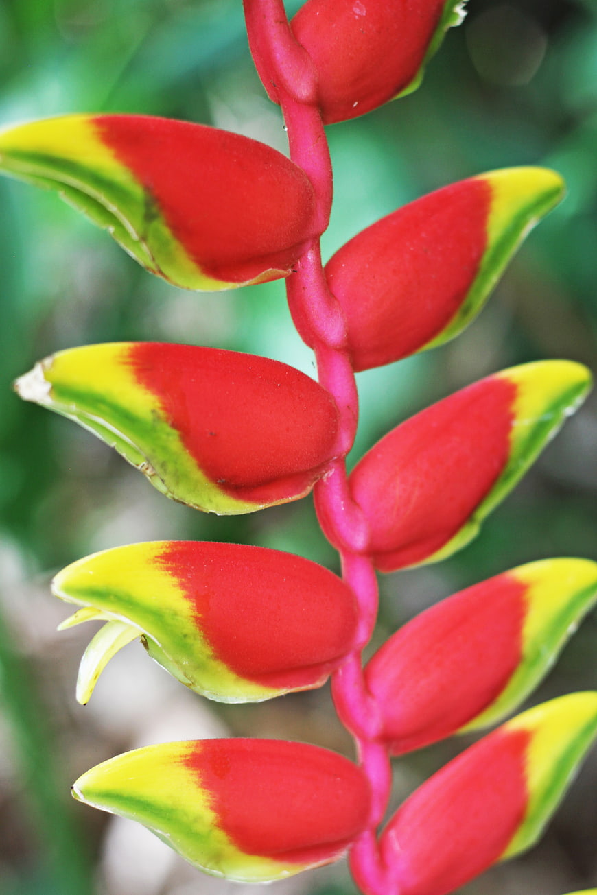 Close-up of vibrant red and yellow heliconia tropical flower
