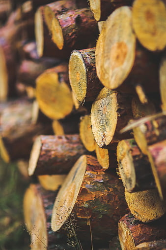 Stacked firewood logs with shallow depth of field