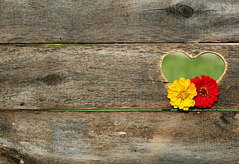 Red and yellow zinnias in heart-shaped wooden cutout