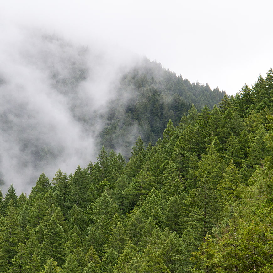 Misty green pine forest on a foggy mountain slope
