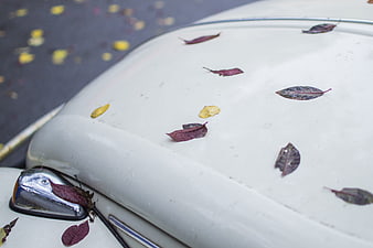 Autumn leaves on a vintage white car hood
