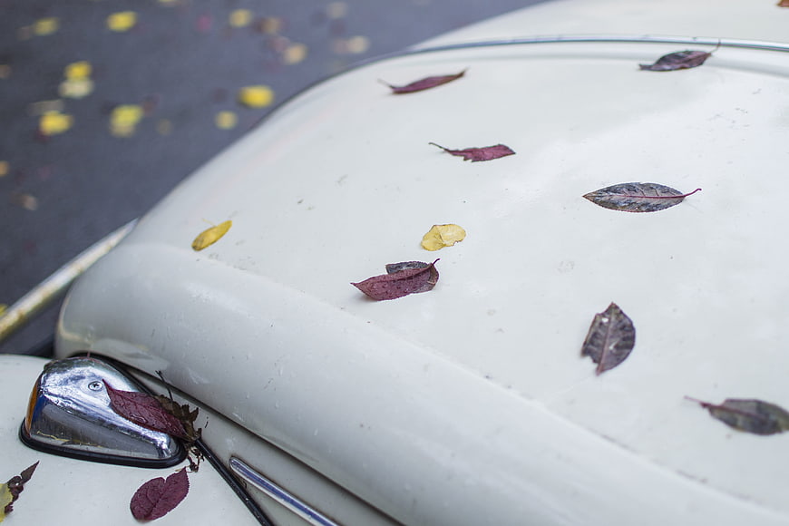 Autumn leaves on a vintage white car hood