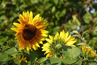 Vibrant Sunflowers Blooming in a Sunny Garden