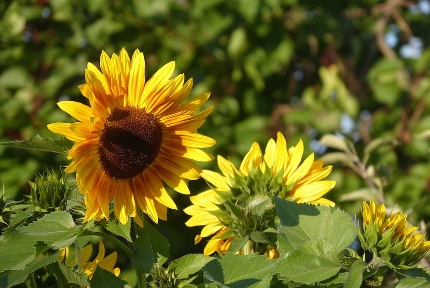 Vibrant Sunflowers Blooming in a Sunny Garden