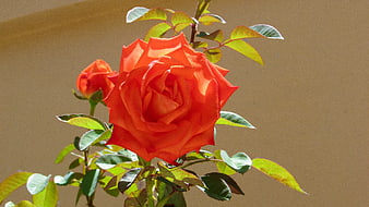 Vibrant Orange Rose in Bloom Against Beige Wall