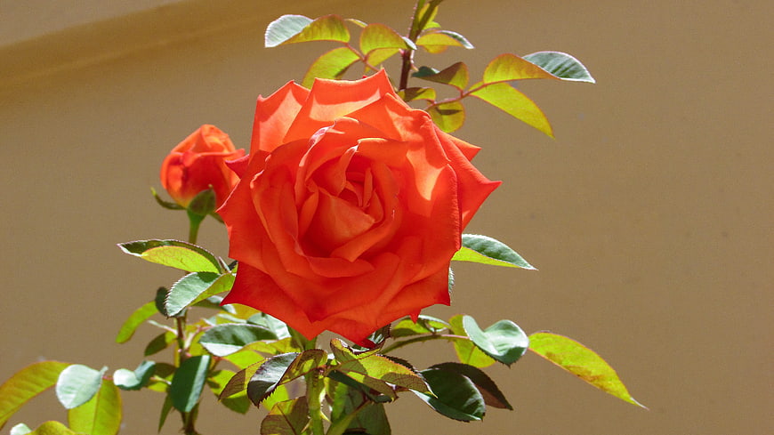 Vibrant Orange Rose in Bloom Against Beige Wall