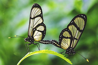 Two Glasswing Butterflies Mating on a Green Leaf