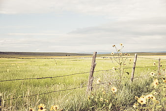 Rustic Barbed Wire Fence in Green Meadow with Wildflowers