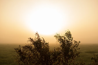 Silhouette of wild plants against a foggy golden sunrise