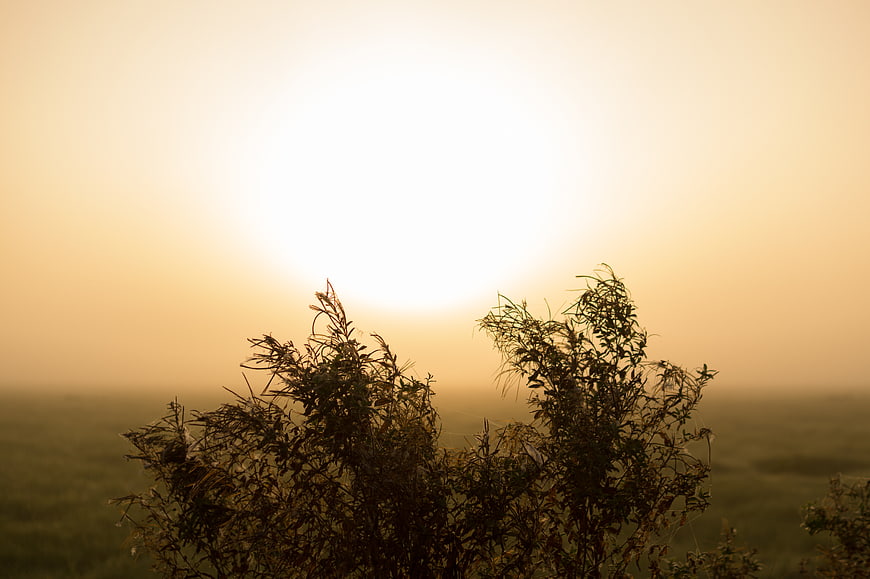 Silhouette of wild plants against a foggy golden sunrise