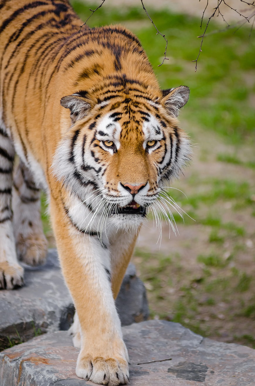 Close-up of a tiger walking on rocks with intense gaze