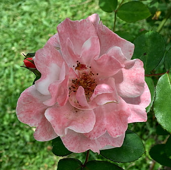 Close-up of a blooming pink rose with green leaves