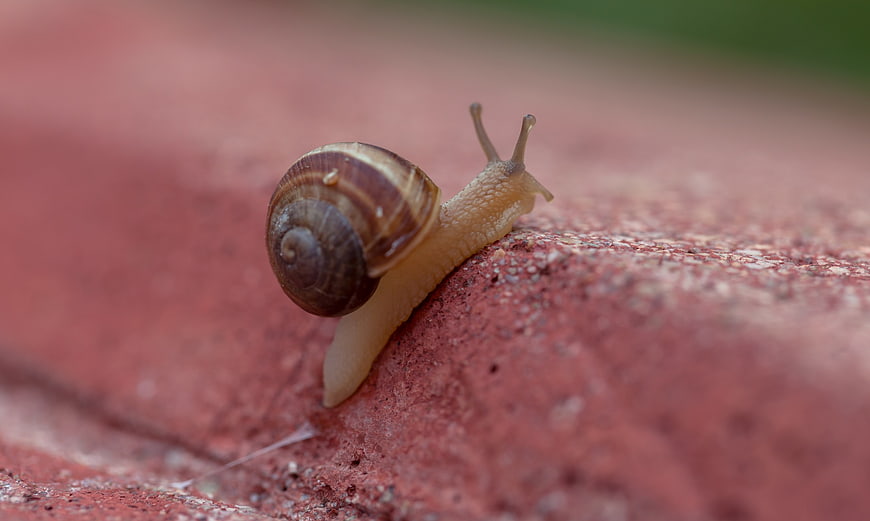 Close-up of a snail crawling on a red brick surface