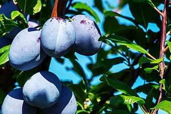 Ripe Blue Plums Growing On A Tree Branch With Green Leaves