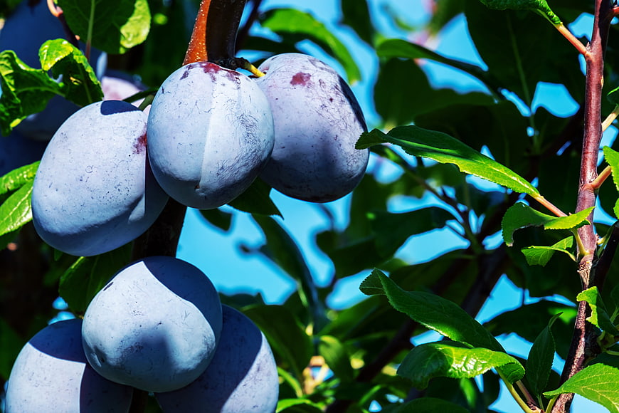 Ripe Blue Plums Growing On A Tree Branch With Green Leaves