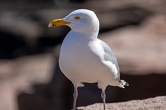 Close-up of a white seagull standing on a rock
