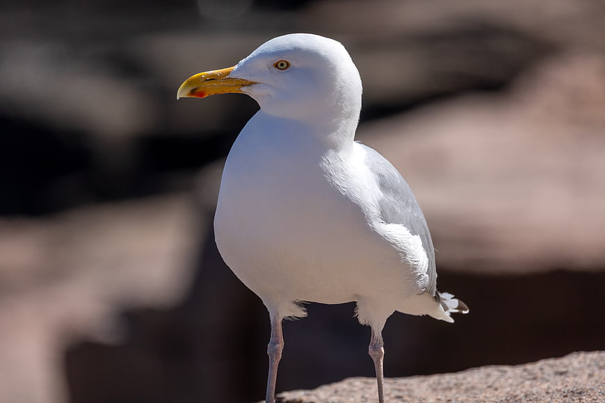 Close-up of a white seagull standing on a rock
