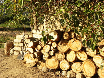 Stacked firewood logs with shovel and mulberry bush