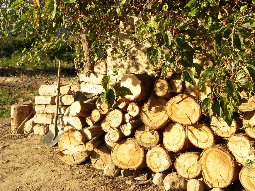 Stacked firewood logs with shovel and mulberry bush
