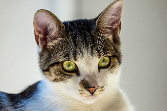 Close-up portrait of a tabby cat with green eyes
