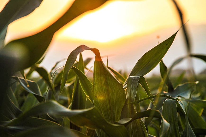 Golden Hour Backlit Corn Leaves in Summer Field
