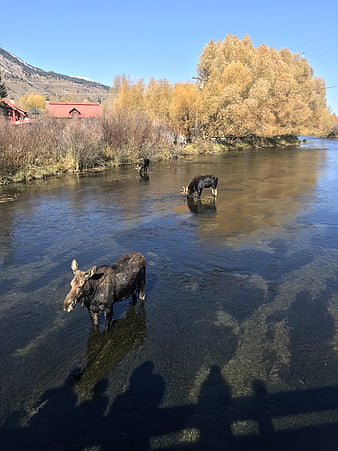 Moose family drinking in river with autumn foliage background