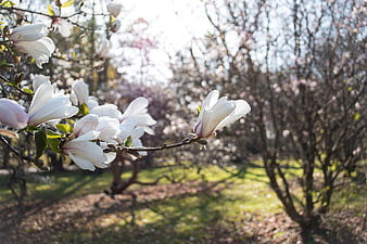 White Magnolia Blossoms on Branch in Spring Garden
