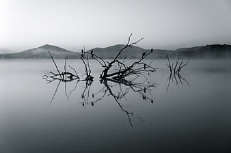 Silhouetted Dead Trees in Misty Lake with Mountain Reflection