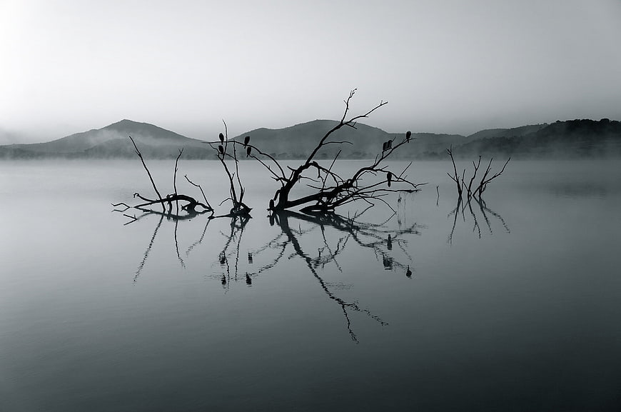 Silhouetted Dead Trees in Misty Lake with Mountain Reflection