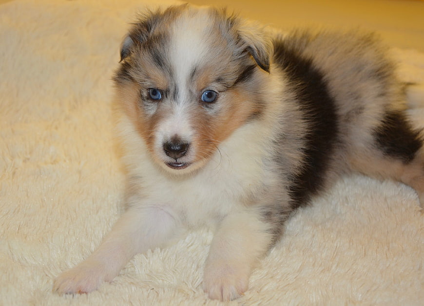Cute Blue Merle Shetland Sheepdog Puppy on Blanket