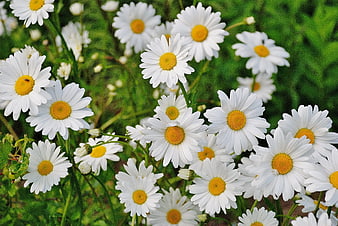 Vibrant White Daisies with Yellow Centers in Green Field